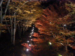 上田城の紅葉(夜景)