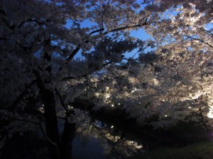 上田城の夜桜